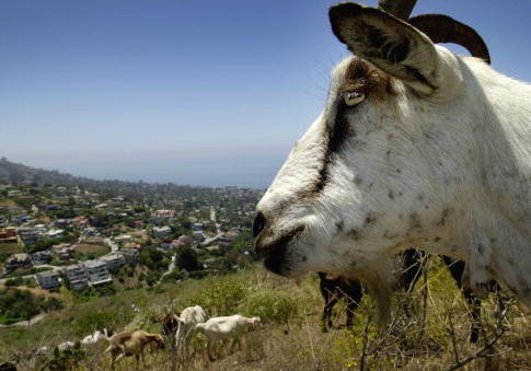 These Goats Are Scabs