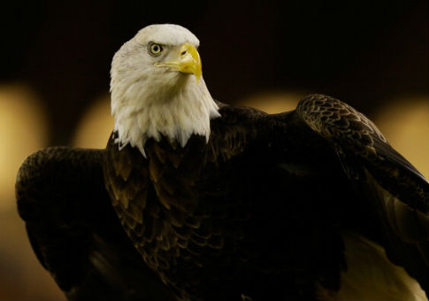 Virginia Man Pleads Guilty to Shooting, Running Over Bald Eagle