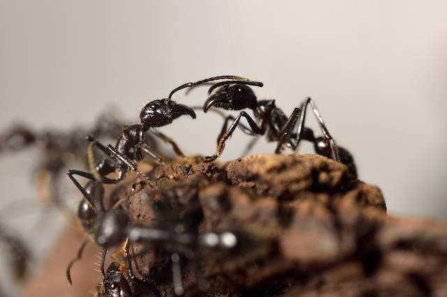 Kill All Ants