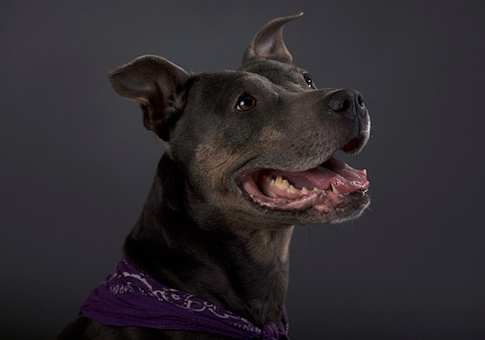 Guggenheim Pulls Controversial Dog Fighting Art From Taxpayer-Funded Show