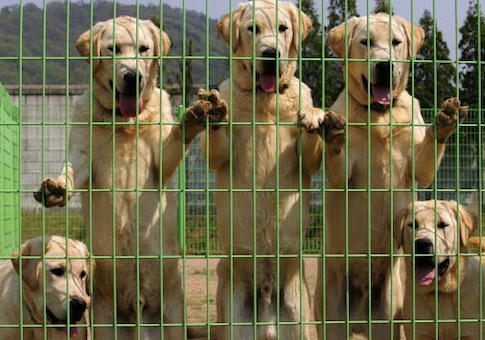 VA Claims Dogs Purchased for Medical Experiments Were 'Adopted Out' but Report Reveals Grim Truth