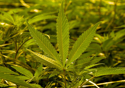 Post-Legalization, Marijuana Smuggling Explodes at LAX