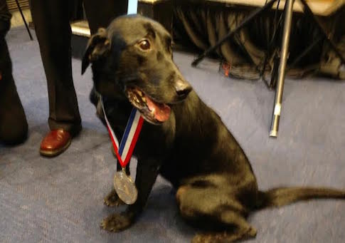 Hero Dogs Honored with Medal of Courage