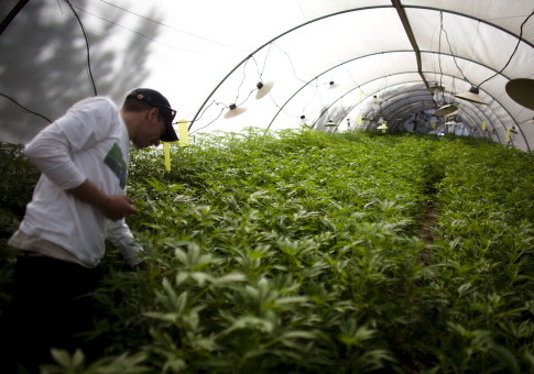 Studies: Marijuana Legalization May Reduce Mexican Drug Crime, Increase Tax Revenue