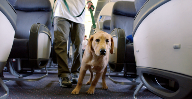 GOP Senator Demands Answers From United Airlines in Wake of Dog's Death