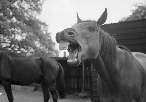 The Antique Animal
