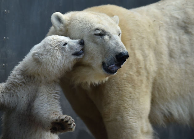 Polar Opposite: NY Times Outraged by Climate ‘Denialists’ Pointing Out Polar Bear Population Increase