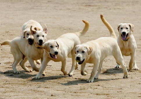 Lawmakers Pledge to Double Down on Bipartisan Effort to End VA Dog Testing