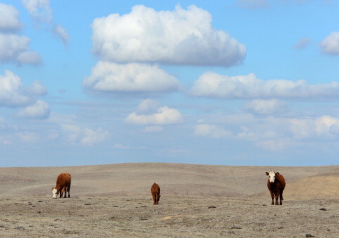 Feds Spend $149,631 To Determine How Ranchers 'Perceive and Communicate' About Climate Change