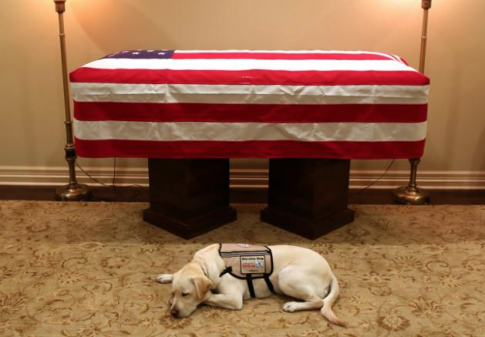 George H.W. Bush Service Dog Sully to Join Walter Reed Hospital