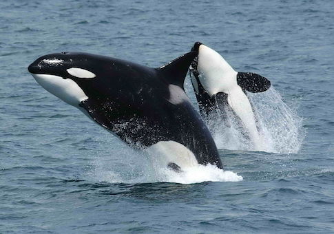 Critics: Governor’s Proposed Capital Gains, Real Estate Tax Hikes Won’t Save Orcas, But Will Hurt Businesses