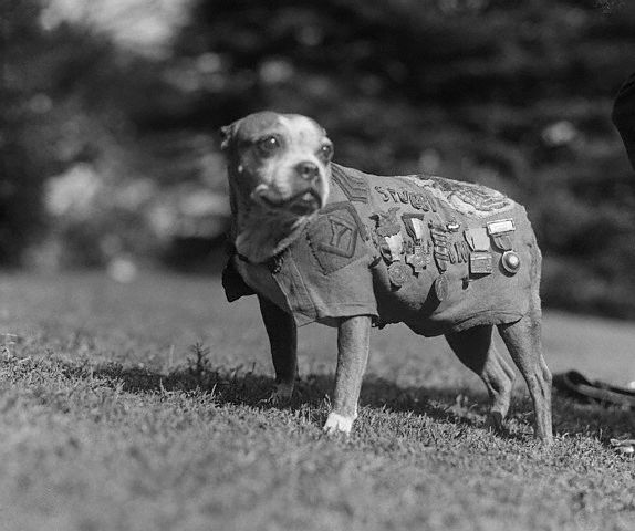 ‘Sgt. Stubby: An American Hero’ Mini-Review
