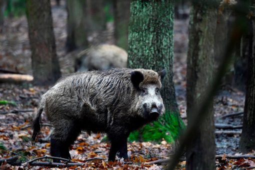 Denmark Begins Building Anti-Boar Border Wall