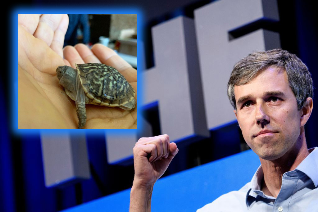 Beto O'Rourke 'Finds' Missing Turtle, Raising Questions