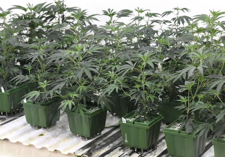 House Dems Pass Weed Banking Bill