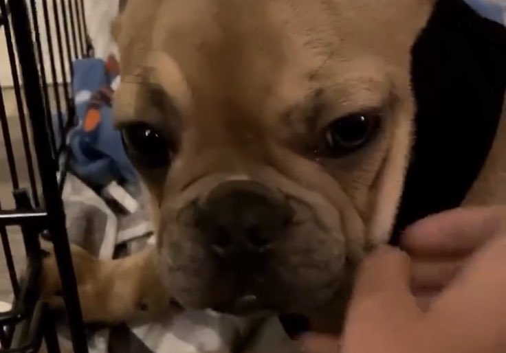 Barking Mad: PETA Slams AOC for Purchasing Purebred French Bulldog