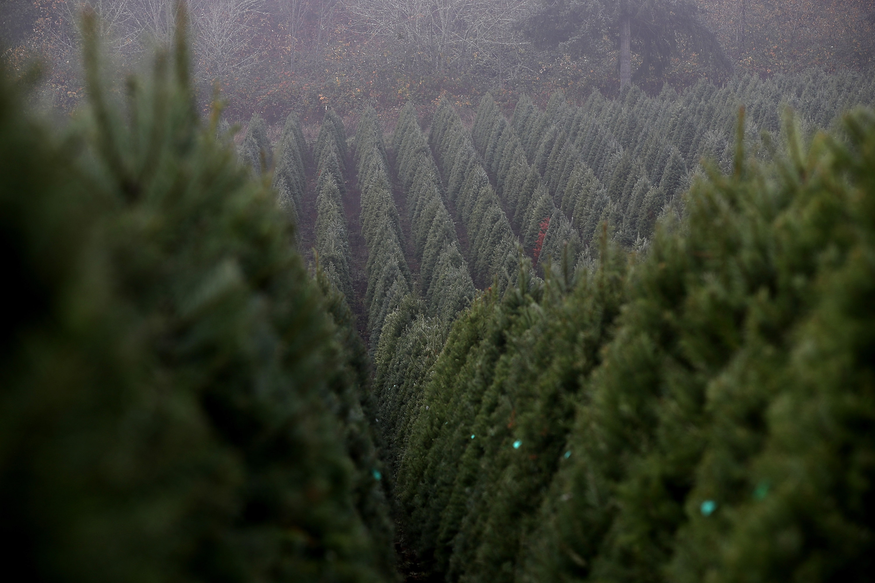 Portland Activists Say Evergreen Is a 'Tree of Death'