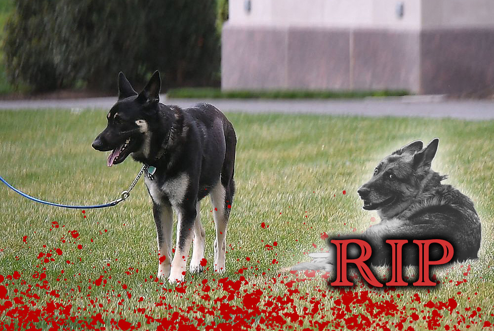ANALYSIS: Biden’s Bloodthirsty Dog Planning to Fetch Power