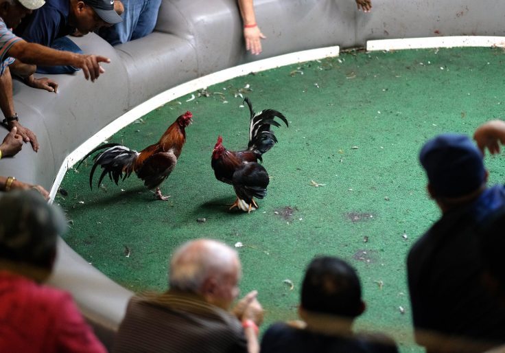 Pitrunners Press Supreme Court To Strike Down Ban on Puerto Rican Cockfighting