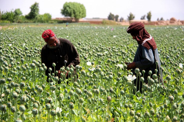 With the Taliban, an End to the Opium Trade?