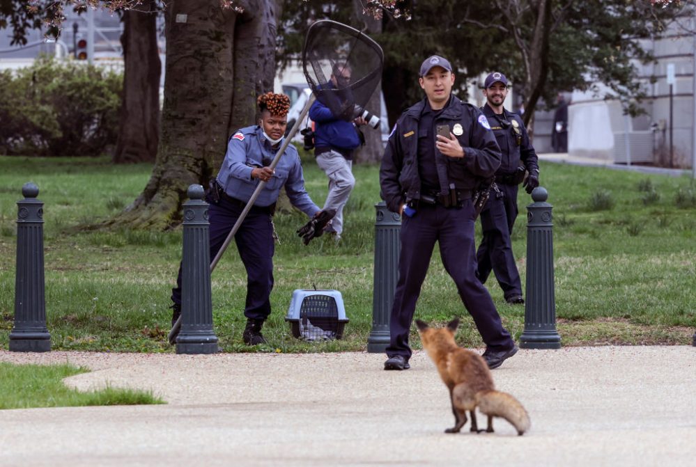Health Officials Murder Fox Who Allegedly Bit Democrat, Journalist