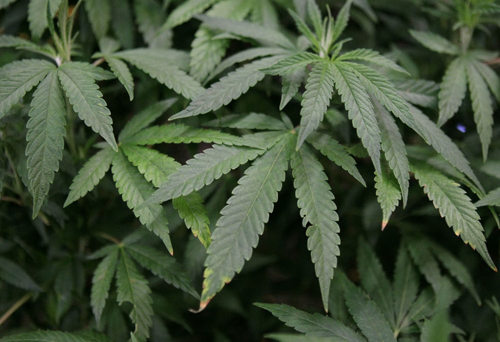 DON'T SAY MARIJUANA: Washington State Bans Use of 'Racist' Word for Cannabis