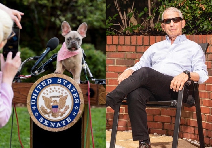 NIH To Spend $2 Million in Taxpayer Funds on 'Unnecessary' Puppy Experiments