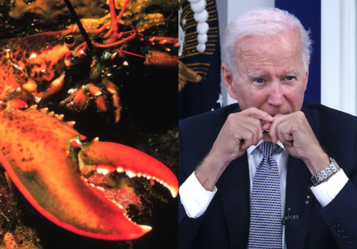 Maine's Dem Congressman Takes Shot at Biden Over Lobsters