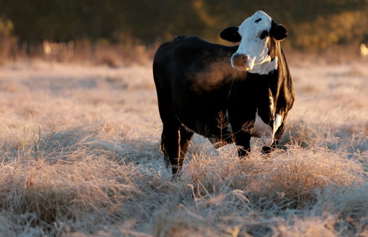 Majority-Muslim Michigan City Legalizes Animal Sacrifice for Religious Purposes