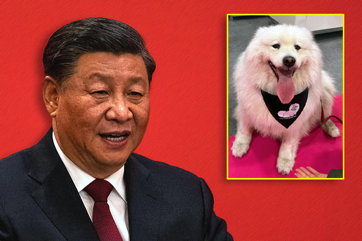 ALERT: China Tried To Eat This Dog