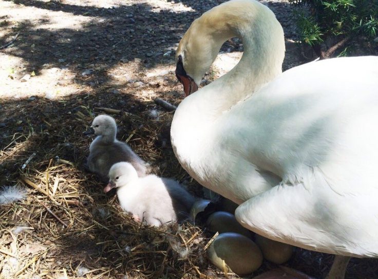 Fowl Play: Foreign Nationals Kill and Eat Beloved Town Swan