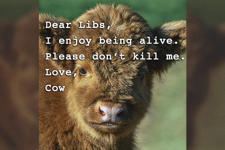 Adorable Cows Join Bald Eagles, Whales on Left-Wing Climate Kill List