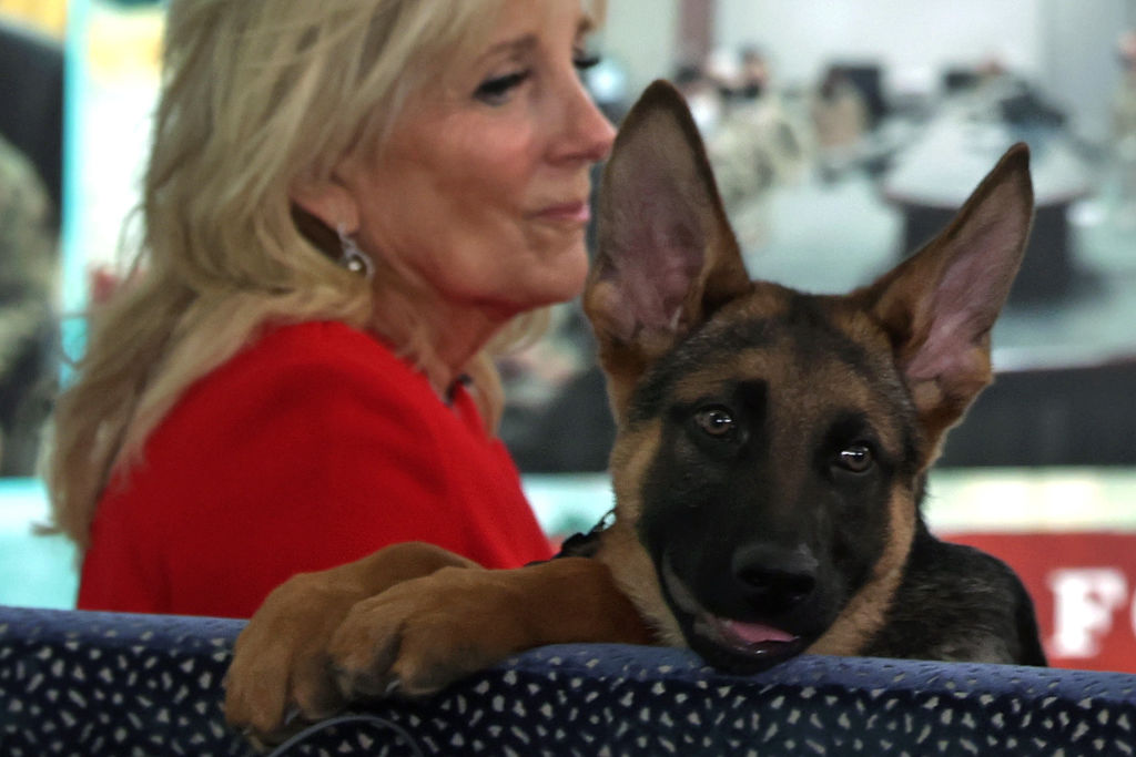Biden’s Dog Commander Sent Secret Service Agent to Hospital During Unreported Biting Spree