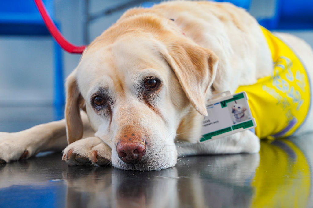 State Department Sought to Ease Diplomats' Pain Over Afghanistan Withdrawal With Therapy Dog, New Book Says