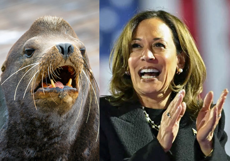 FACT CHECK: Kamala Harris Claims She's 'Not a Trained Seal' Who Memorizes Talking Points